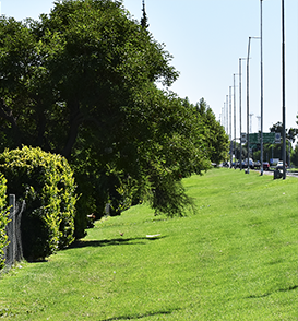 Mantenimiento área verde de la Avenida de Circunvalación y  Acceso Sur